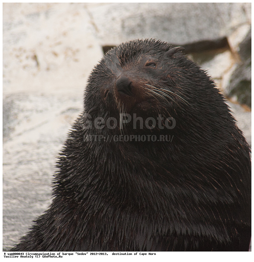 ������, ������� ��������, ����������, �����, ����� ������, ���������, ����� ���������, ����, ������� ����, ��������,  ����, ���������, ��������, ��������, �������������, �������������, �����, �����, XYZ, ������� ������, Otariidae, ���������������� ������� �����, Arctocephalus australis