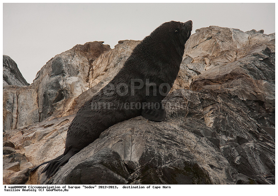 ������, ������� ��������, ����������, �����, ����� ������, ���������, ����� ���������, ����, ������� ����, ��������,  ����, ���������, ��������, ��������, �������������, �������������, �����, �����, XYZ, ������� ������, Otariidae, ���������������� ������� �����, Arctocephalus australis