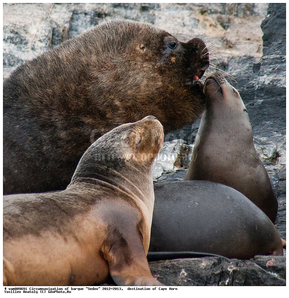 ������, ������� ��������, ����������, �����, ����� ������, ���������, ����� ���������, ����, ������� ����, ��������,  ����, ���������, ��������, ��������, �������������, �������������, �����, �����, XYZ, ������� ������, Otariidae, ����� ������� ���, Otaria flavescens, Otaria byronia