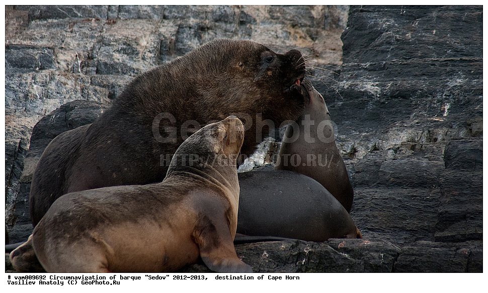 ������, ������� ��������, ����������, �����, ����� ������, ���������, ����� ���������, ����, ������� ����, ��������,  ����, ���������, ��������, ��������, �������������, �������������, �����, �����, XYZ, ������� ������, Otariidae, ����� ������� ���, Otaria flavescens, Otaria byronia