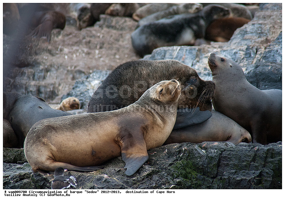 ������, ������� ��������, ����������, �����, ����� ������, ���������, ����� ���������, ����, ������� ����, ��������,  ����, ���������, ��������, ��������, �������������, �������������, �����, �����, XYZ, ������� ������, Otariidae, ����� ������� ���, Otaria flavescens, Otaria byronia