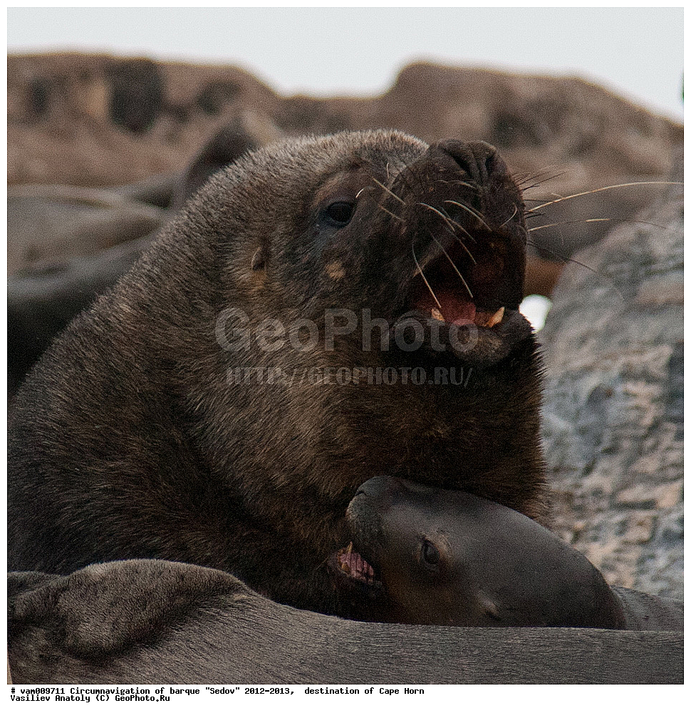 ������, ������� ��������, ����������, �����, ����� ������, ���������, ����� ���������, ����, ������� ����, ��������,  ����, ���������, ��������, ��������, �������������, �������������, �����, �����, XYZ, ������� ������, Otariidae, ����� ������� ���, Otaria flavescens, Otaria byronia