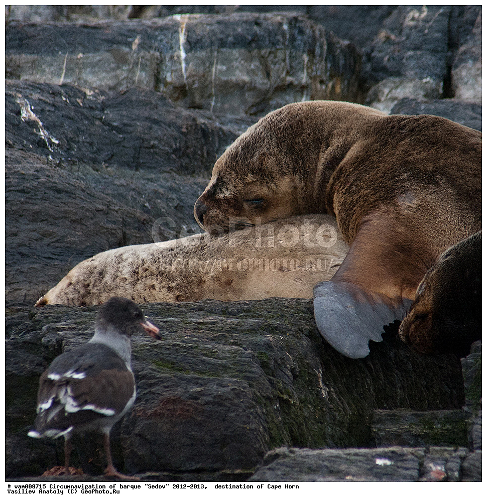 ������, ������� ��������, ����������, �����, ����� ������, ���������, ����� ���������, ����, ������� ����, ��������,  ����, ���������, ��������, ��������, �������������, �������������, �����, �����, XYZ, ������� ������, Otariidae, ����� ������� ���, Otaria flavescens, Otaria byronia