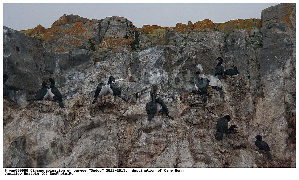 ������, ������� ��������, ����������, �����, ����� ������, ���������, ����� ���������, ����, ������� ����, ��������,  ����, ���������, ��������, ��������, ��������, �����������, ������� �����, ������� �����, XYZ, ����������, Phalacrocoracidae, ������������ ������, Phalacrocorax atriceps, ���������� ������, Phalacrocorax magellanicus