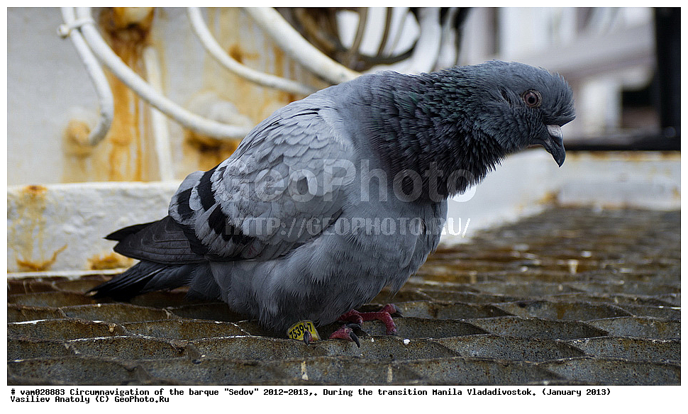 ����� �����, ����, ������� ����,  ������, �����, ���������, �����, �����������, ������������ ��������, ���� �����, ��������,  ������-�������������, ������ 2013, �����, ��������� ����, �������� ����