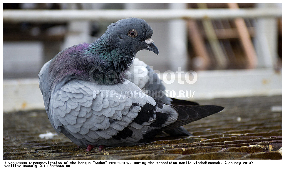 ����� �����, ����, ������� ����,  ������, �����, ���������, �����, �����������, ������������ ��������, ���� �����, ��������,  ������-�������������, ������ 2013, �����, ��������� ����, �������� ����