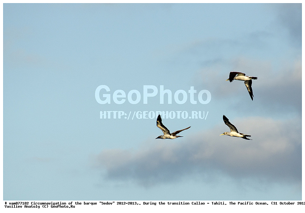 ����� �����, ����, ������� ����,  ������, �����, ���������, �����, �����������, ������������ ��������, ���� �����, ��������,  ������ - �����