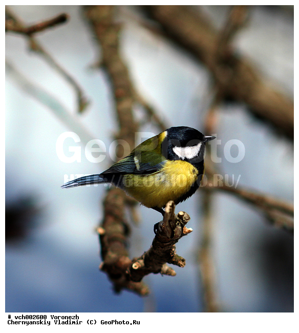 Parus major, ������� ������, ����������� �������, ������, ������, ����������, ���, ������������ ����, �����, ����������� ������, ����������� ����������� �����, ����������� ����� ������, ������, ��������, ��������, �����, �����, ��������, �����������, XYZ, ���������, Paridae, ������� ������, �������, Parus major