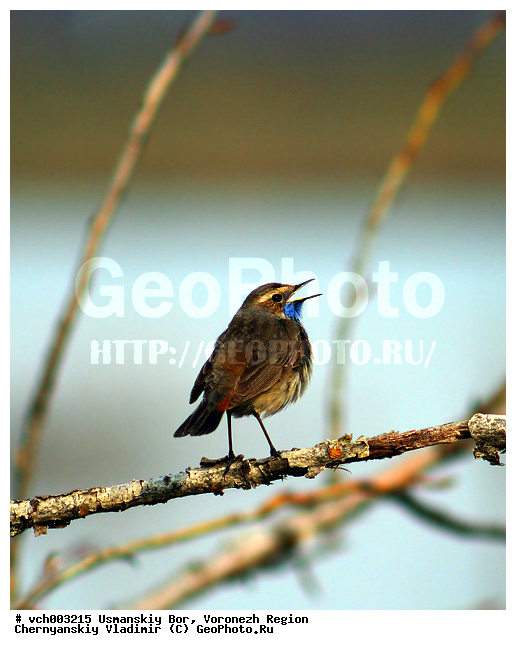 Luscinia svecica, ���������, ����������� �������, ����������, ���, ����, �����, ������, ��������, ��������, �����, �����, ��������, �����������, XYZ, ������������, Muscicapidae