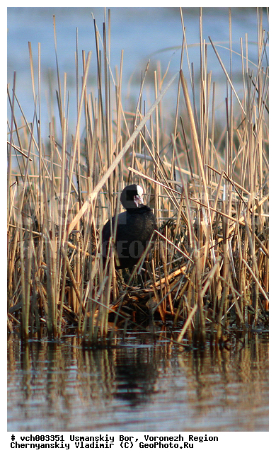 ������, ����������, ������, �����, ����������� �������, ����������� ������, ����������� ����������� �����, ����������� ����� ������, ������, ��������, ��������, �����, �����, ��������, �����������, XYZ, �����������, Rallidae, ������, �����, Fulica atra