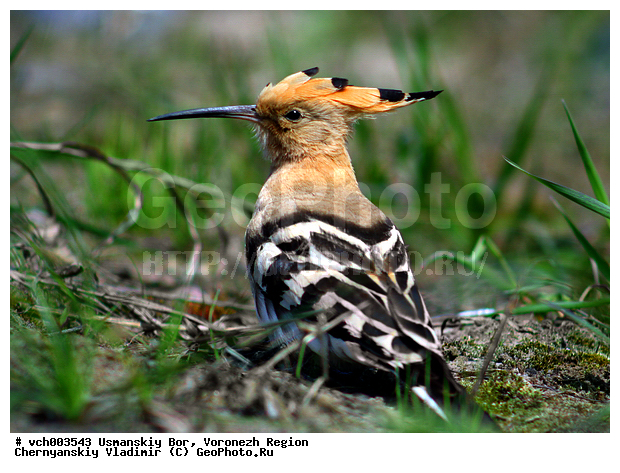 Upupa epops, ����������� �������, ������, ���� ������������, ����������, ���, ����, �����, �����, �����, XYZ, �����, Upupidae