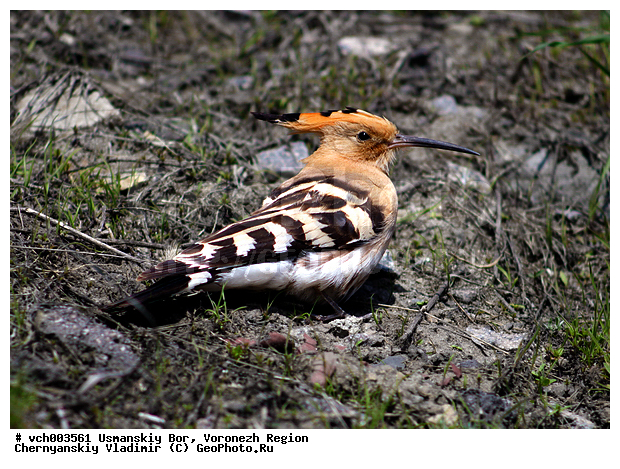 Upupa epops, ����������� �������, ������, ���� ������������, ����������, ���, ����, �����, �����, �����, XYZ, �����, Upupidae