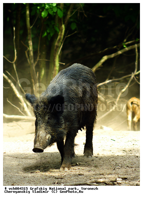 Sus scrofa, �������, �������� ����������, ����� �����, �����, ������, ����� ������, ����� ��������, ����������, ���, ������������ ����, ������, �������������, �����, �����, XYZ, ������, Suidae, �����, �����, ����� ������, Sus scrofa