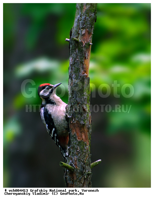 �������, �������� ����������, ������, ����������, ���, �����, ����������� �������, ����������� ������, ����������� ����������� �����, ����������� ����� ������, ����������� ����� ������, ������, ��������, ��������, �����, �����, ��������, �����������, XYZ, ��������, �����, ��������� ��������, Picidae, ��������� �����, Dendrocopos syriacus