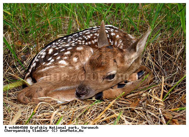 �������� ����������, ���� �����������, ��������, ������, �������, ����� ��������, ���, �����, ����������� �������, ����������� ������, ����������� ����������� �����, ����������� ����� ������, ������, ��������, ��������, �������������, �������������, �����, �����, XYZ, ��������, ������, Cervidae, ����, ����������� ����, �������, Dama dama