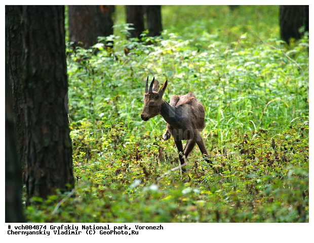 �������, �������� ����������, �������, ������, �apra ibex, ����� ��������, ����� �����, ���, �������������, �����, �����, XYZ, ���������, Bovidae, �����, ���������� ����, ������ ����, �������, Capra ibex