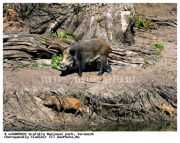 Sus scrofa, �������, �������� ����������, ����� �����, �����, ������, ����� ������, ����� ��������, ����������, ���, ������������ ����, ������, �������������, �����, �����, XYZ, ������, Suidae, �����, �����, ����� ������, Sus scrofa