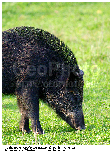 Sus scrofa, �������, �������� ����������, ����� �����, �����, ������, ����� ������, ����� ��������, ����������, ���, ������������ ����, ������, �������������, �����, �����, XYZ, ������, Suidae, �����, �����, ����� ������, Sus scrofa