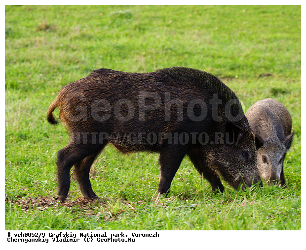 Sus scrofa, �������, �������� ����������, ����� �����, �����, ������, ����� ������, ����� ��������, ����������, ���, ������������ ����, ������, �������������, �����, �����, XYZ, ������, Suidae, �����, �����, ����� ������, Sus scrofa, �������������, �����, �����, XYZ, ������, Suidae, �����, �����, ����� ������, Sus scrofa