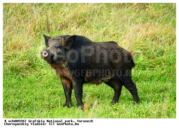 Sus scrofa, �������, �������� ����������, ����� �����, �����, ������, ����� ������, ����� ��������, ����������, ���, ������������ ����, ������, �������������, �����, �����, XYZ, ������, Suidae, �����, �����, ����� ������, Sus scrofa