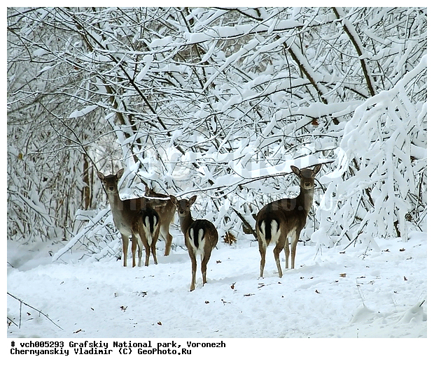 Dama dama, ����������� �������, �������� ����������, ���� �����������, ��������, ������, �������, ����� ��������, ���, �����, ��������, ��������, �������������, �������������, �����, �����, XYZ, ��������, ������, Cervidae, Dama dama, ����