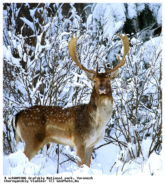 Dama dama, ����������� �������, �������� ����������, ���� �����������, ��������, ������, �����, �������, ����� ��������, ������, ��c, �����������, �����, �������, ���������, ����, ����, ��������, ��������, �������������, �������������, �����, �����, XYZ, ��������, ������, Cervidae, Dama dama, ����