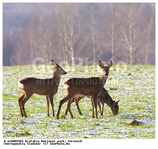 Capreolus, ����������� �������, �������� ����������, ������, ������ �����������, ������, ����� ��������, ���, ������������ ����, �����, �������������, �����, �����, XYZ, ��������, ������, Cervidae, ����������� ������, ������, ����� ����, ������, Capreolus capreolus