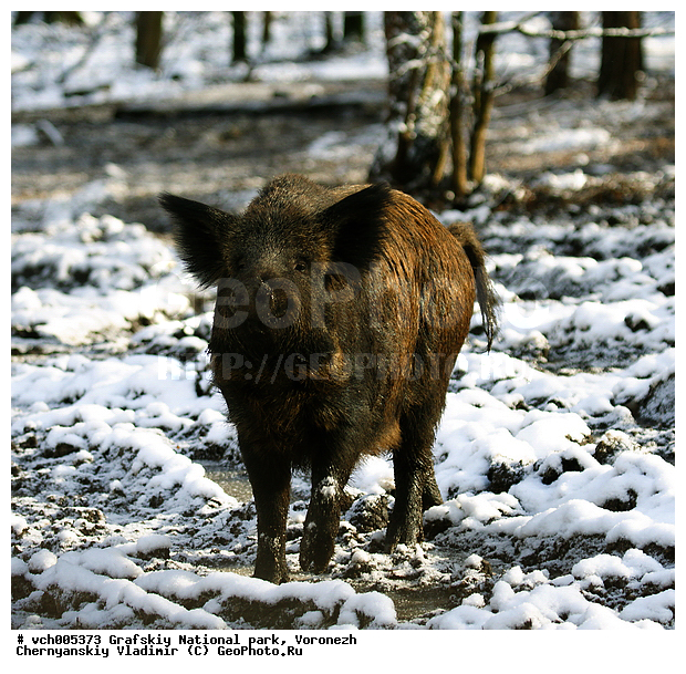 Sus scrofa, �������, �������� ����������, ����� �����, �����, ������, ����� ������, ����� ��������, ����������, ���, ������������ ����, ������, �������������, �����, �����, XYZ, ������, Suidae, �����, �����, ����� ������, Sus scrofa