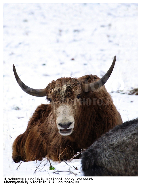 Bos grunniens mutus, �������� ����������, ������, ��, ���, ����� ��������, ���, ������������ ����, ����