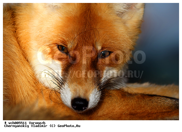 Vulpes vulpes, �������, ����, ������ ������������, ������, ����� ��������, ������ ������������, ���, �������, �����, �������������, �����, �����, ������, �������, ������, Canidae, XYZ, ������������ ������, ����� ������, Vulpes vulpes, ����
