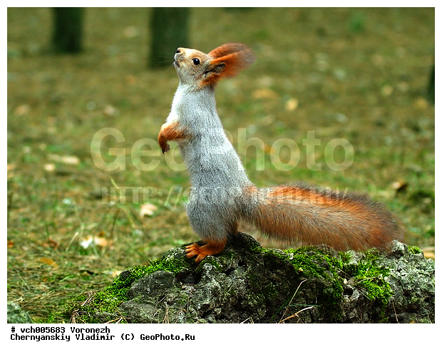 Sciurus, ����� ������������, �������, ������, ����� ��������, ���, ���� , ��������, ��������, �������������, �������������, �����, �����, �������, XYZ, �������, Sciuridae, ������������ �����, �����, Sciurus vulgaris