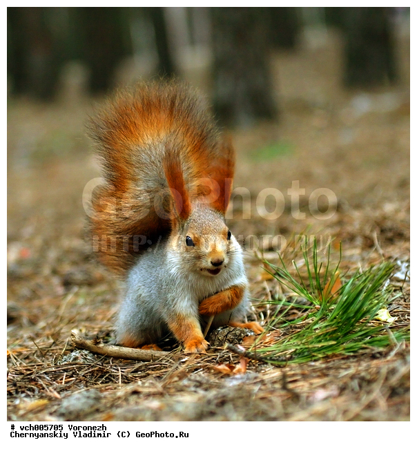 Sciurus, ����� ������������, �������, ������, ����� ��������, ���, ���� , ��������, ��������, �������������, �������������, �����, �����, �������, XYZ, �������, Sciuridae, ������������ �����, �����, Sciurus vulgaris