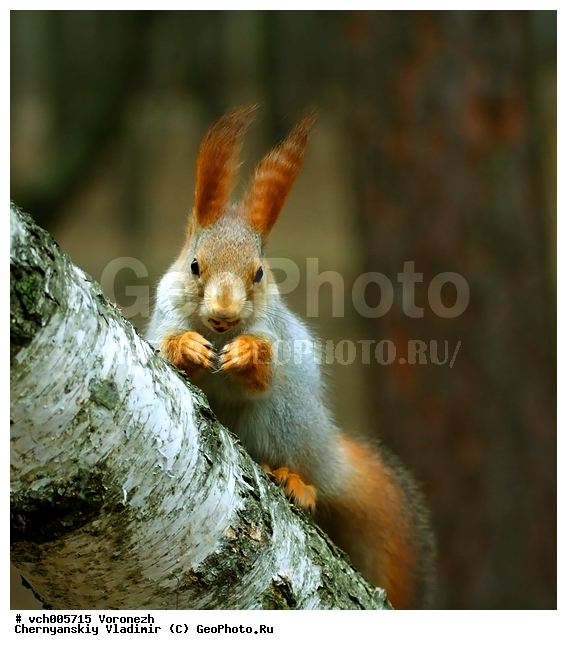 Sciurus, ����� ������������, �������, ������, ����� ��������, ���, ����, ��������, ��������, �������������, �������������, �����, �����, �������, XYZ, �������, Sciuridae, ������������ �����, �����, Sciurus vulgaris