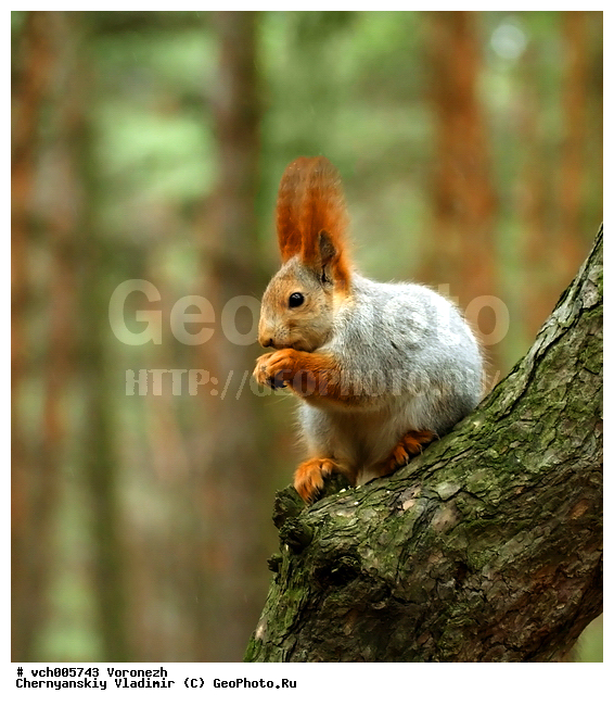 Sciurus, ����� ������������, �������, ������, ����� ��������, ���, ����, ��������, ��������, �������������, �������������, �����, �����, �������, XYZ, �������, Sciuridae, ������������ �����, �����, Sciurus vulgaris