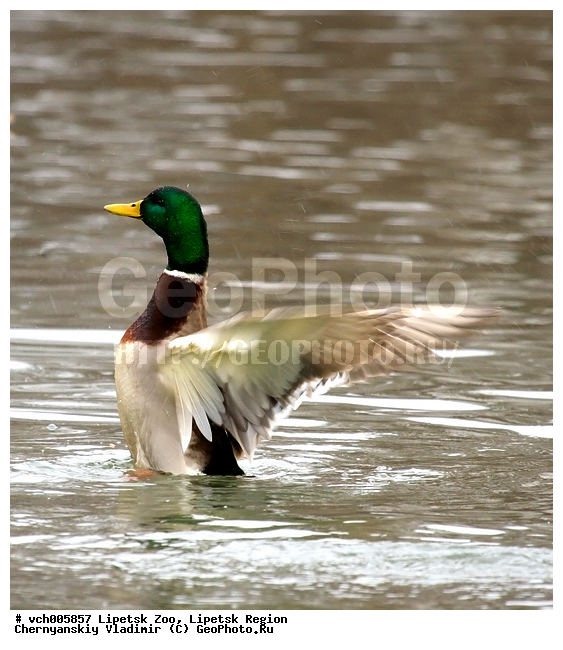 Anas platyrhynchos, �������� ����, �������� �������, ������, ��������, ����, ����� ����, ������, ��������, ���������, �����, �����������������, ������������� �����, XYZ, ������, Anatidae