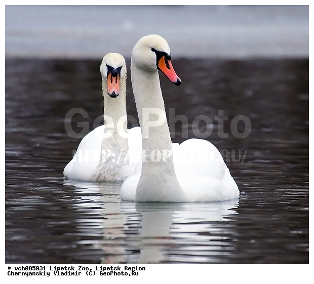 Cygnus olor, ������ �����, ������, ������, ����, �������, ���������, �����, �����������������, ������������� �����, XYZ, ������, Anatidae, ������-�����