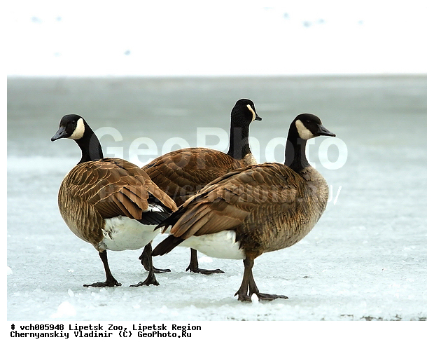 ������, ������, ����, ����, ����, �������, ���������, �����, ����, ��������� �������, Branta canadensis, Canada Goose, ������, Anatidae, XYZ