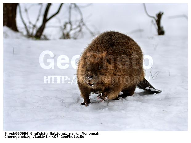 Castor fiber, ����, �������, �������� ����������, �����, ����� ��������, ����������, ����, ����������, ���, �������, ����, ����������� ���������� ,����������� ��������������� ��������� ���������� ���������� ��. �.�. �������, ��������, �������������, �������������, �����, �����, �������, XYZ, ��������, Castoridae, ������������ ����, ������ ����, Castor fiber