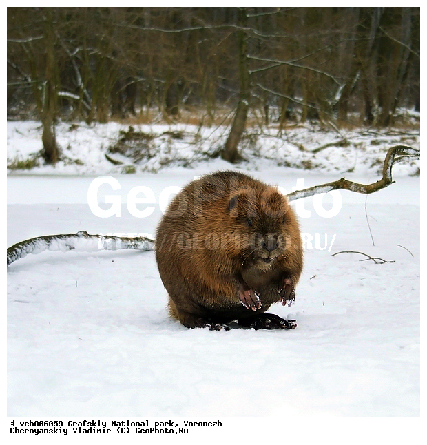 Castor fiber, �����, �������, �������� ����������, ������, �����, ����� ��������, ����, ����������, ����, ����������, ���, ���, ���, ������������ ����, ����� , ����, �������, �����, �������, ����, �����, ����������� ���������� ,����������� ��������������� ��������� ���������� ���������� ��. �.�. �������, ��������, �������������, �������������, �����, �����, �������, XYZ, ��������, Castoridae, ������������ ����, ������ ����, Castor fiber