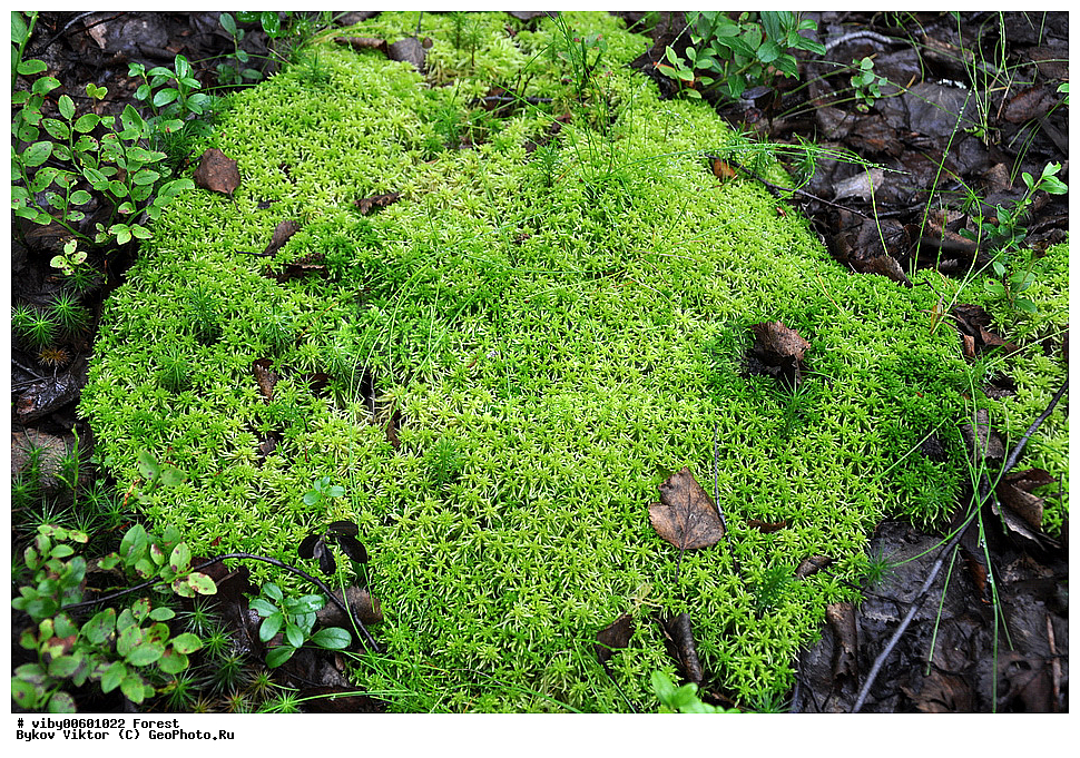 ���, ���, �����, �������� �������