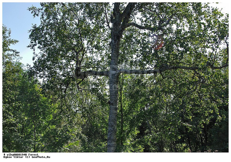 ���, �������, �����, ������, ������ �����, �������