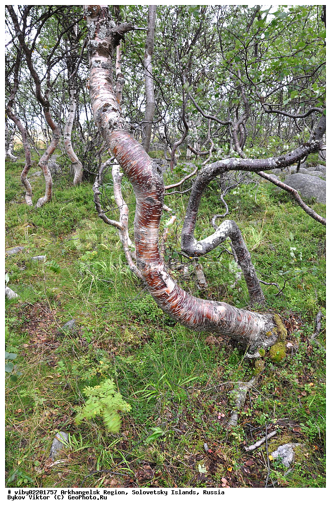 ������������� �������, ���������� �������, �������, �����������, �����, �������, ����, ������������, �������