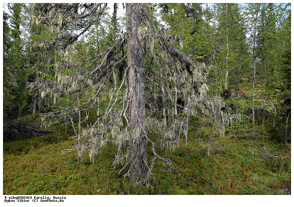 ���������� �������, �������, �������, ������, ������� �����, ������������ ���� ���������