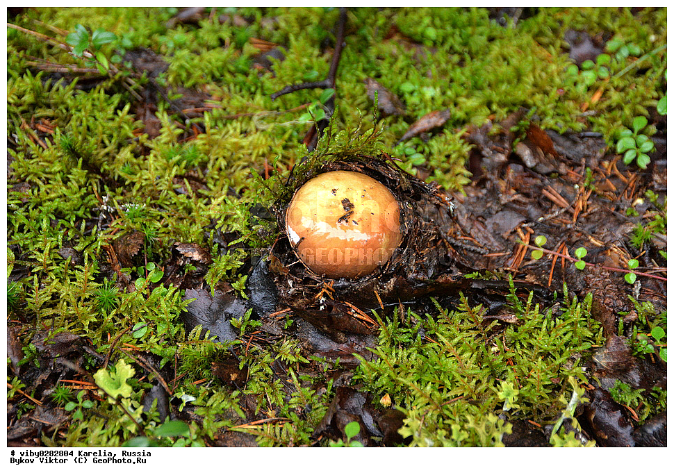 ���������� �������, �������, �������, ������, ������� �����, ������������ ���� ���������, �����, �����, ���, ���