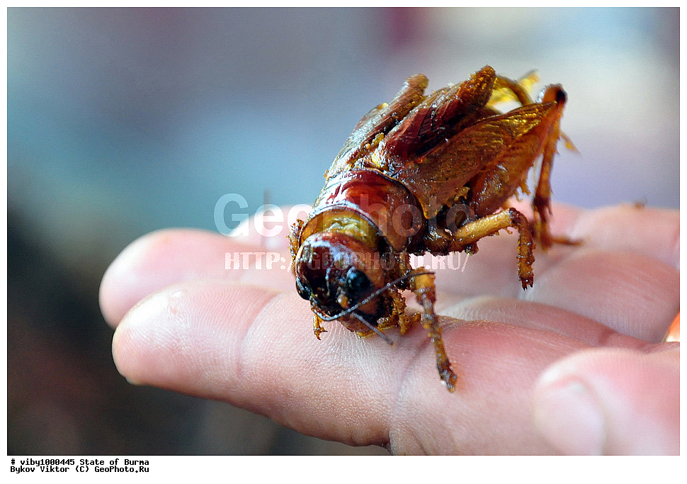 ������, �����, �������, �������� �������