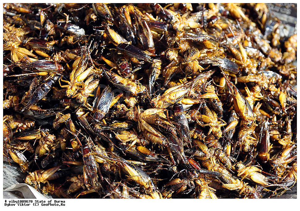 ������, �����, �������, �������� �������