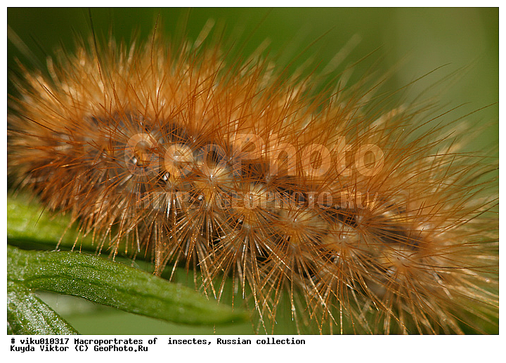 ��������, ������, ����, �����