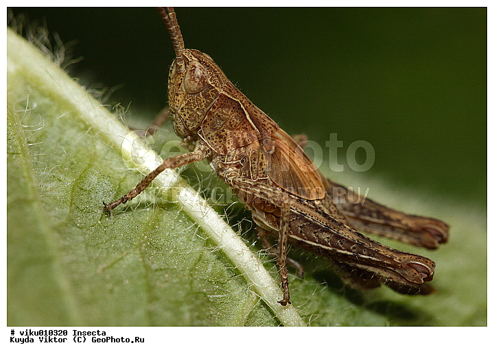 ������, ����� ������������, ��������, ������