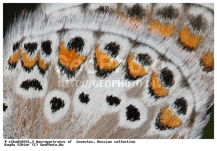 �������, ���������, �����, �����, ��������