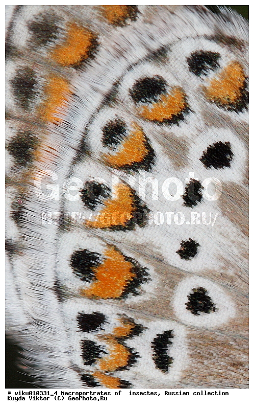 �������, ���������, �����, �����, ��������